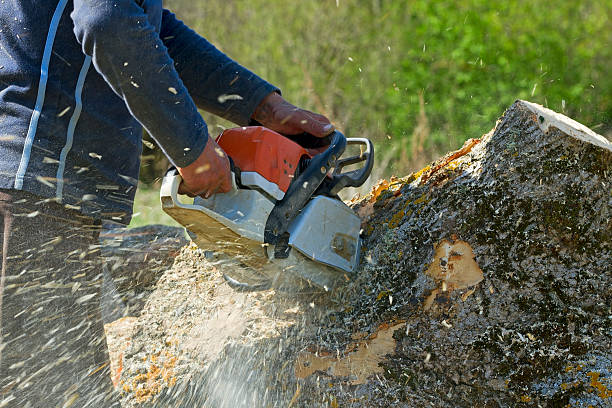 Best Tree Pruning Services  in Plymouth, CA